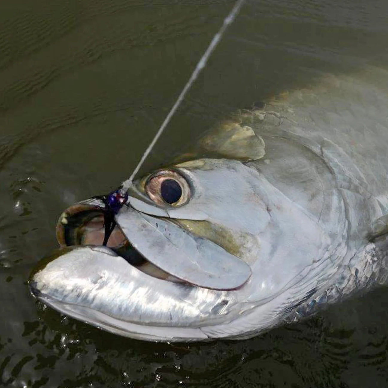 Tarpon Fly Fishing Gear