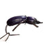 Good-Doctors-Beetle-Foam-Over-Foam-08-Purple-2.jpg