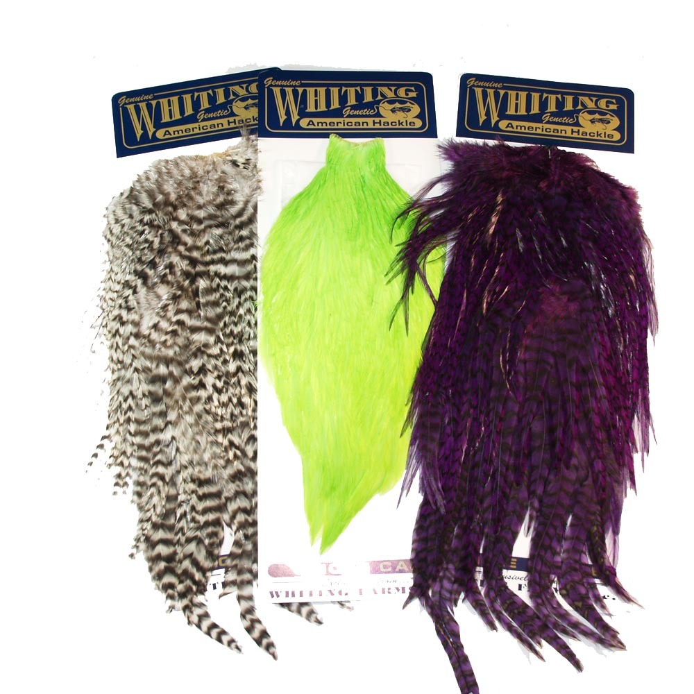 whiting-american-rooster-cov.jpg