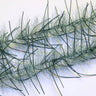 Lively Leg Brush