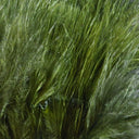 Hareline Marabou Blood Quills
