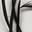 Hareline Stripped Goose Biots