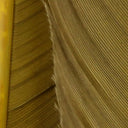 Hareline Turkey Biot Quills