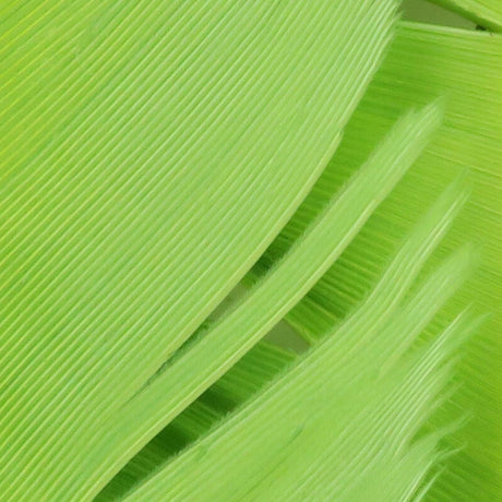 Hareline Turkey Biot Quills