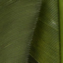 Hareline Turkey Biot Quills