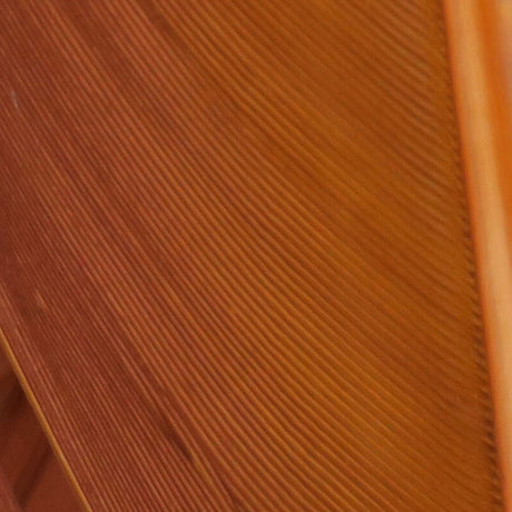 Hareline Turkey Biot Quills