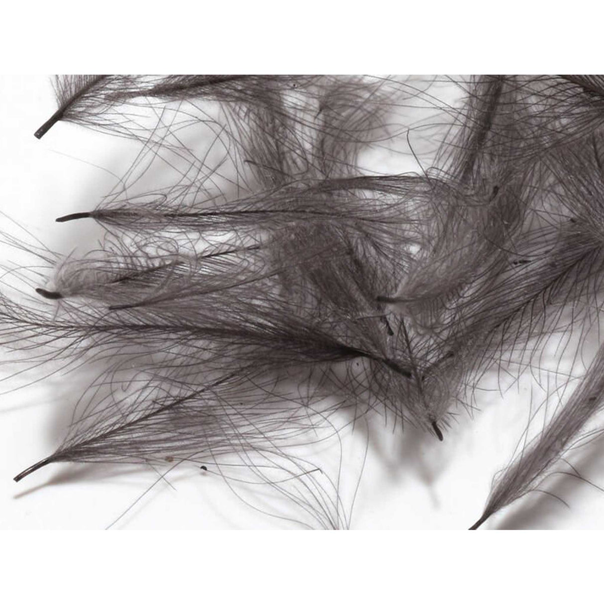 Hareline CDC Feathers Dark Dun
