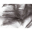Hareline CDC Feathers Dark Dun