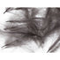 Hareline CDC Feathers Dark Dun