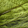 Veniard Ostrich Herl