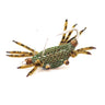 Alphlexo Crab olive