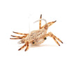 Alphlexo Crab tan